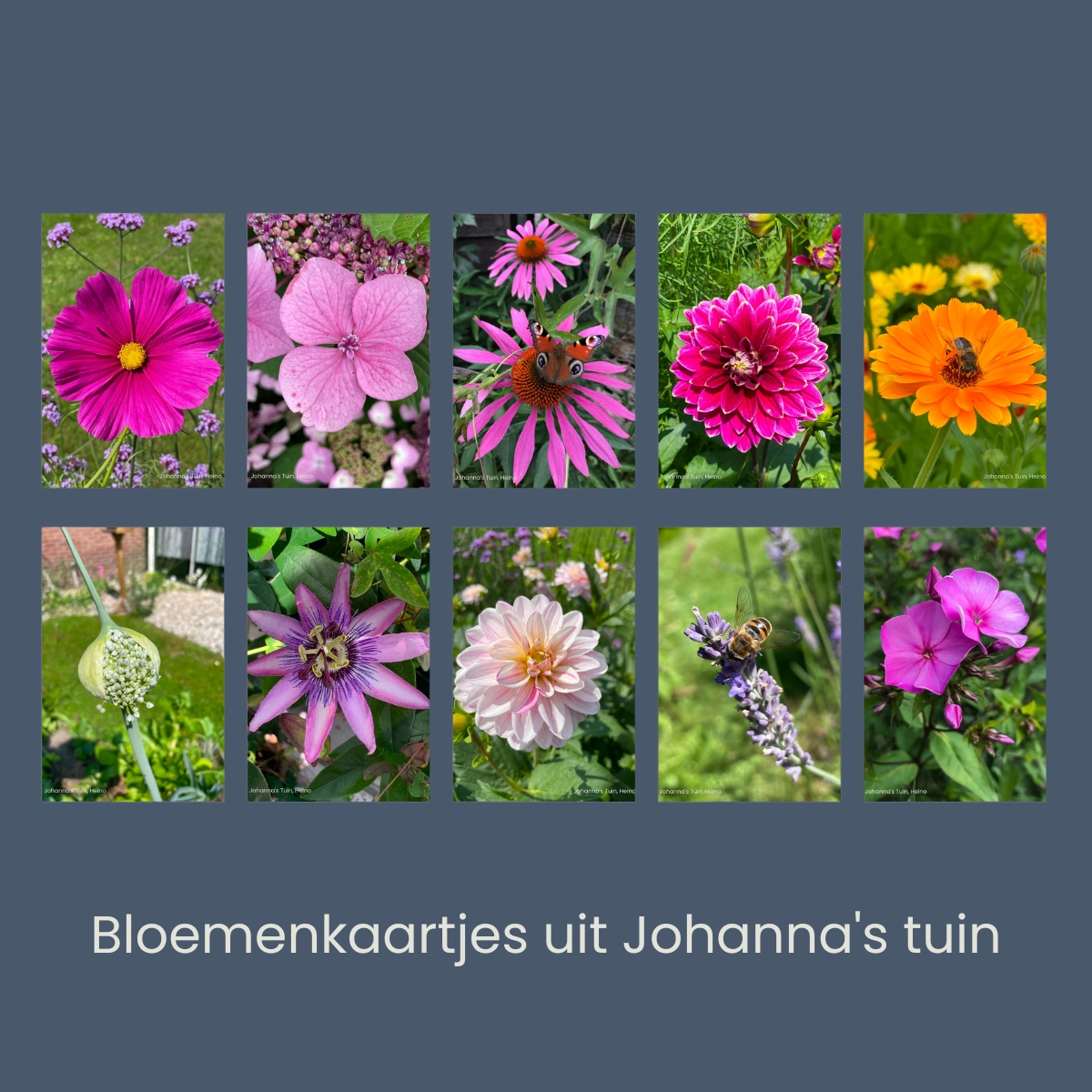 Set van 10 bloemenkaartjes uit Johanna’s tuin